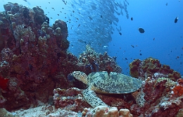 Sipadan_2015_Tortue Franche_Chelonia mydas_IMG_2256_rc
